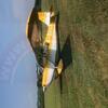 Aircraft for Sale: Citabria Bellanca G-BGGAG-BGGA