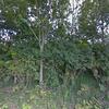 Mobile Home for Sale: 3 Bed 2 Bath 1999 Mobile Home