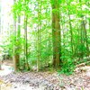 Mobile Home Lot for Sale: Land - KING GEORGE, VA, King George, VA