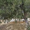 Mobile Home for Sale: 1976 Mobile Home